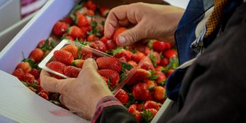 عکس | البرز قطب اول تولید توت فرنگی گلخانه‌ای کشور